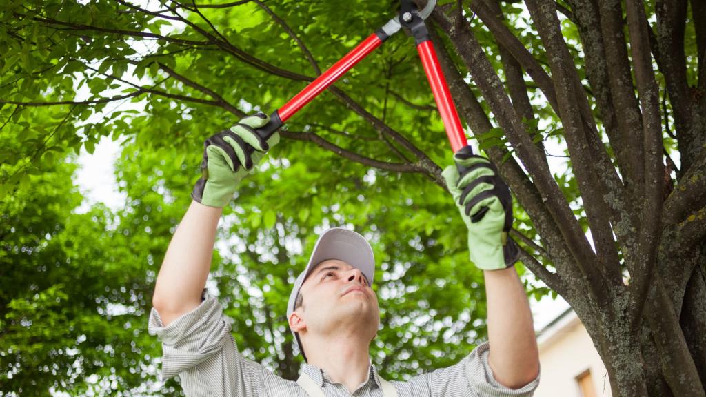 tree trimming tools