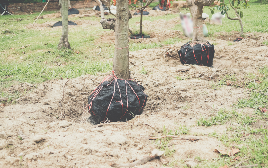 mature tree transplanting