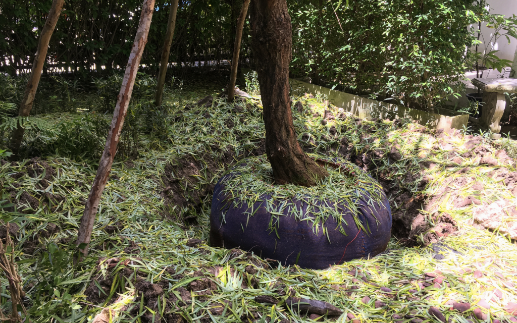 tree transplanting service