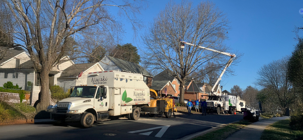 Emergency Tree Service Rock Hill 4
