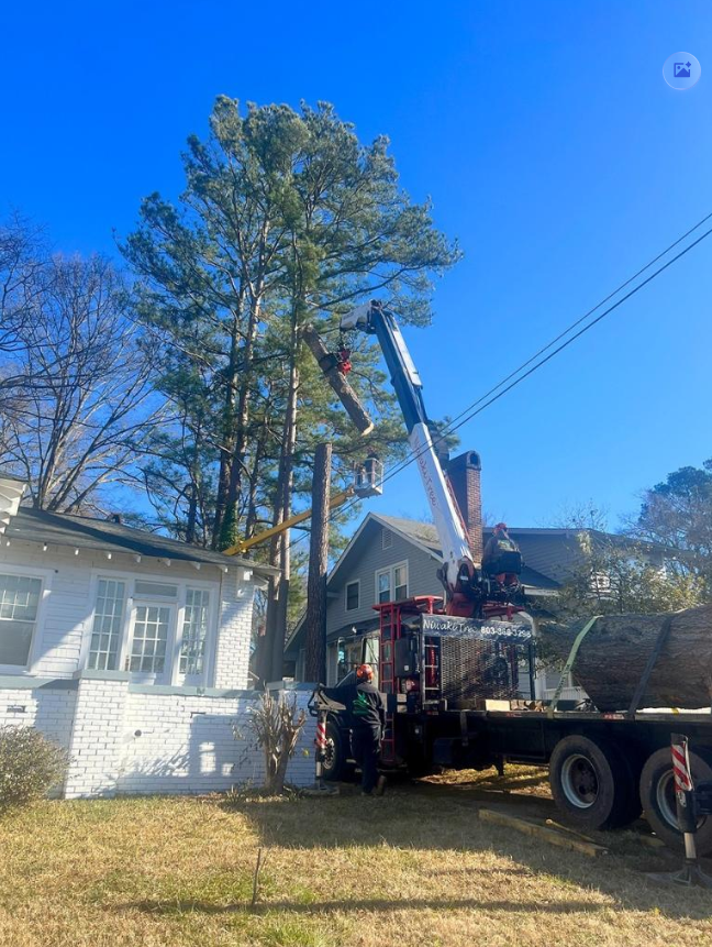 Quality Tree Care Rock Hill