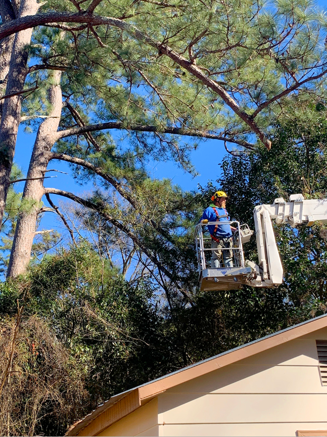 Tree Maintenance Rock Hill
