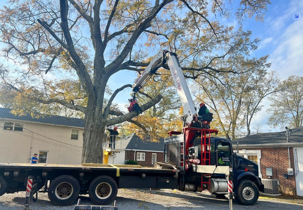 Tree Removal & Tree Cutting Services Rock Hill 2