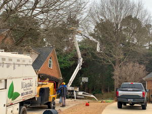 Tree Removal & Tree Cutting Services Rock Hill