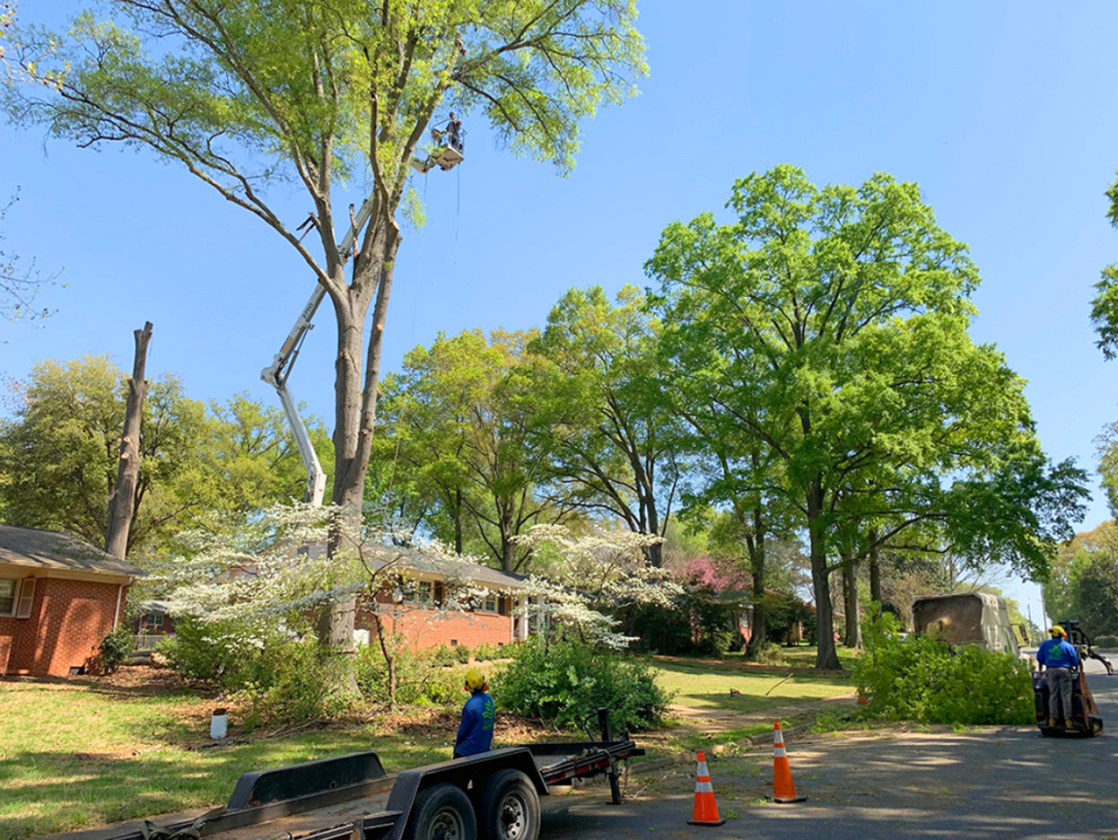 Tree Trimming and Tree Pruning Rock Hill