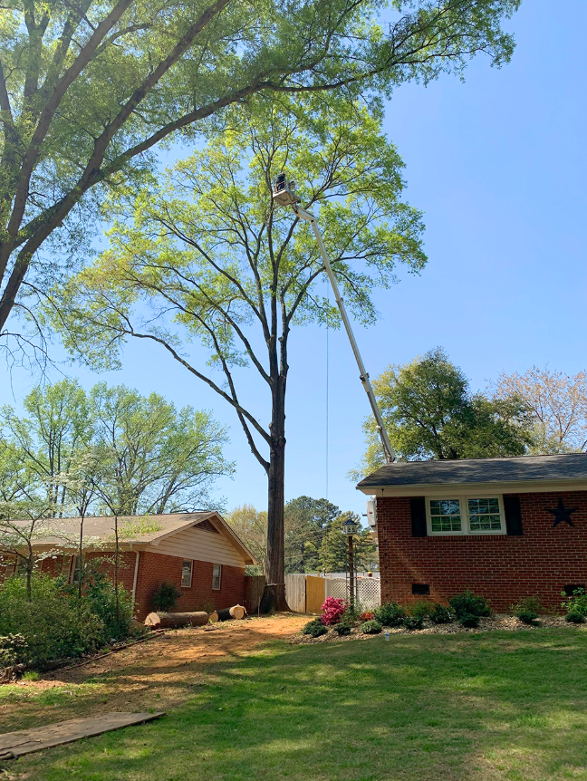 Tree Trimming and Tree Pruning Rock Hill 2