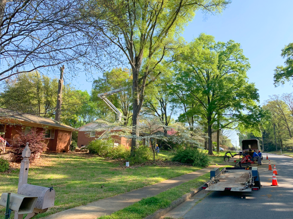 Crape Myrtle Specialist Indian Land 3