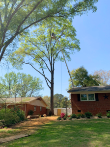 Tree Trimming and Tree Pruning Indian Land 2