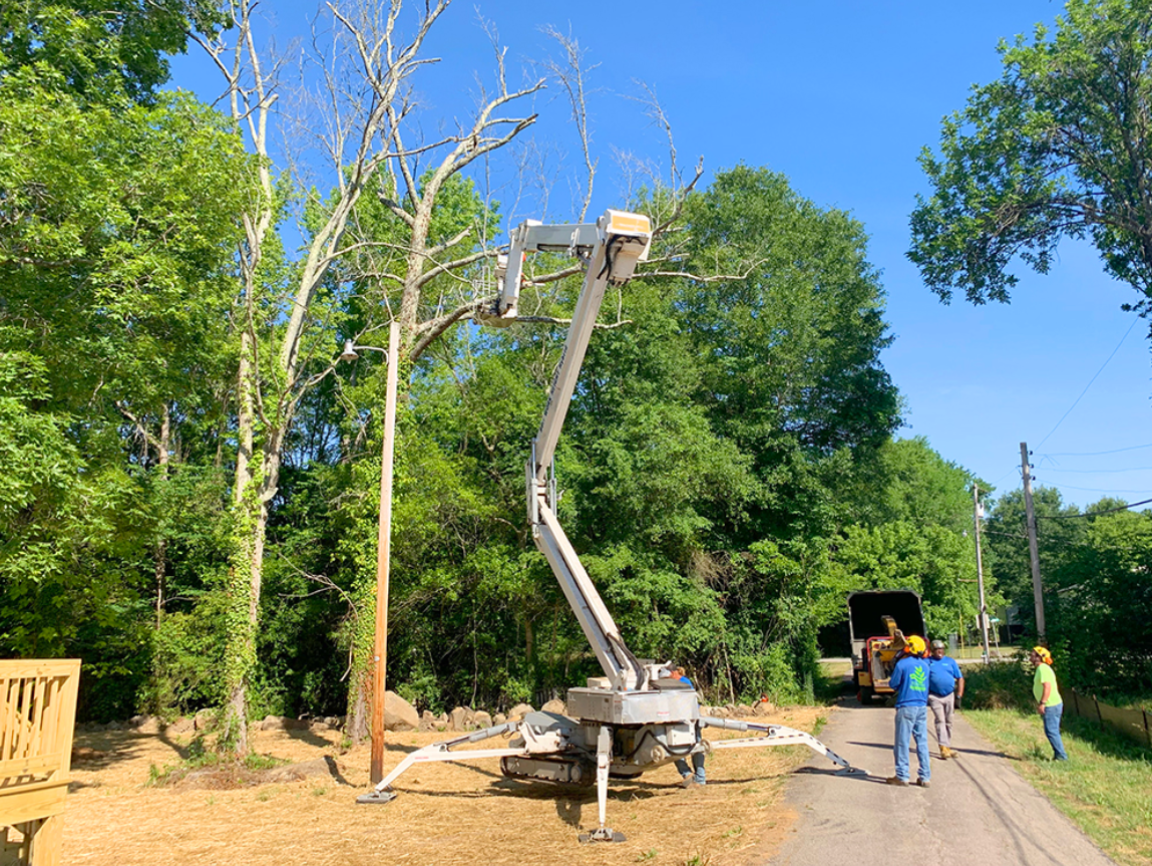 Crape Myrtle Specialist York 3