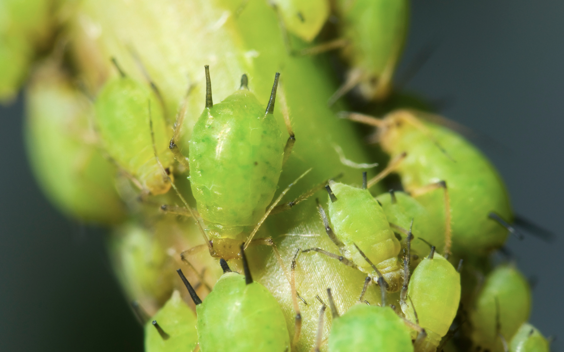 How to Spot and Stop Summer Pests Tree Insects in Rock Hill SC