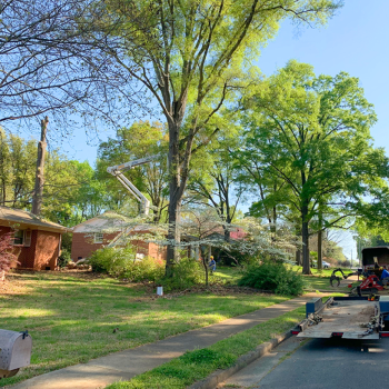 Crape Myrtle Specialist Rock Hill